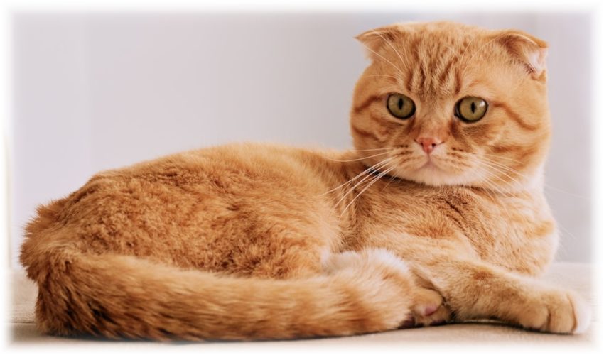 Scottish Fold